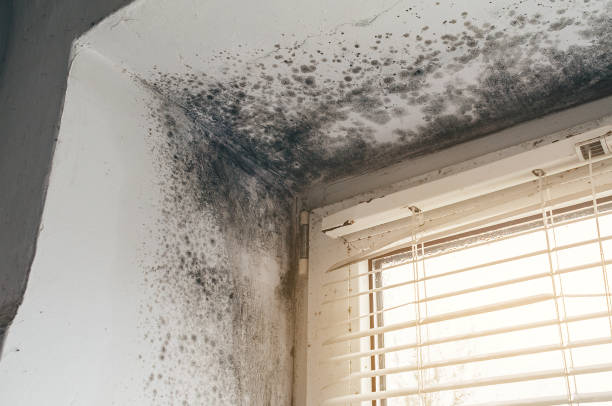 Affordable Mold Cleanup solutions in Somerset, KY